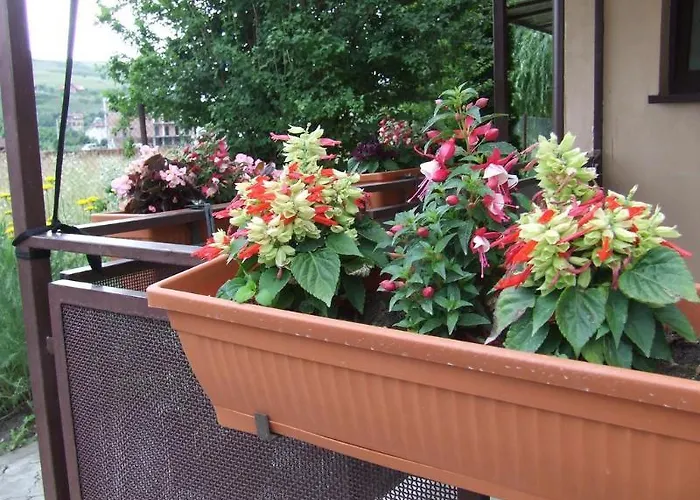 בית הארחה Pensiunea Schwartz 3*